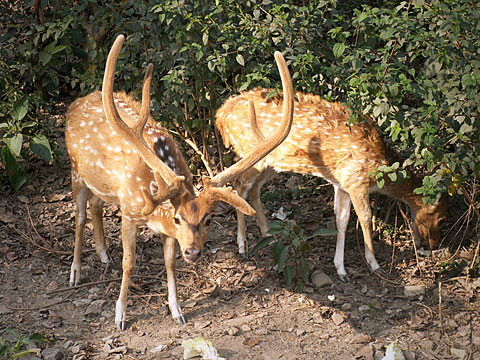 Deers in the Deer Park