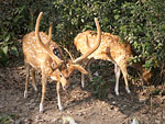 Deers in the Deer Park