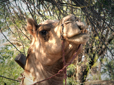 The Proverbial Camel