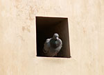 Pigeon in a Hole