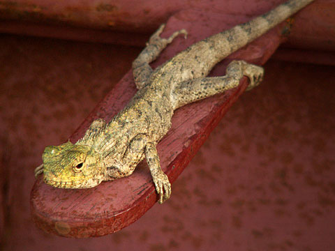 Lizard at the gate