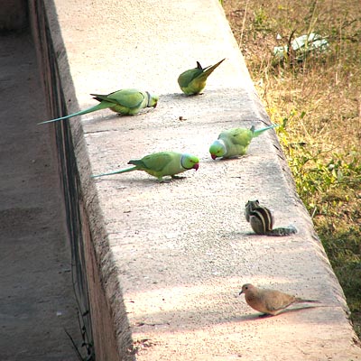 Parrots at Uddhava-kunda