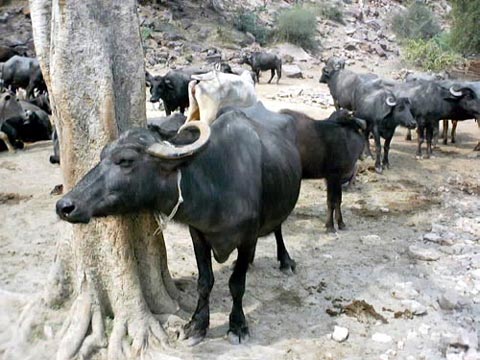 Buffalos at Govardhan