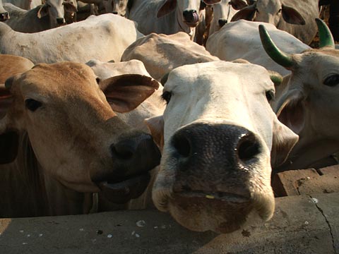 Cows at Uddhava-kunda