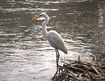 A crane near Govardhan