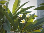 Frangipani-flowers
