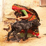 Vrajavasi-lady and buffalo