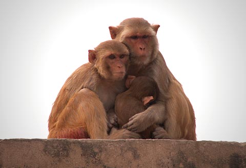 Monkey Family