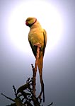 One of Vrindas parrots