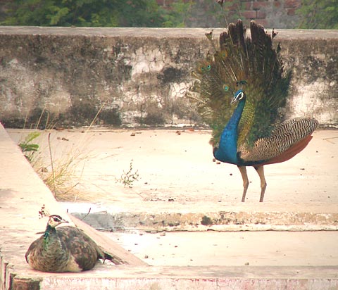 Peacock finds a mate