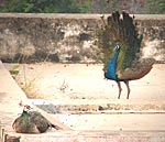 Peacock finds a mate