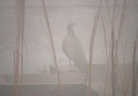 Peacock in fog