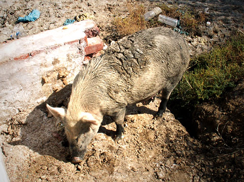 Pig doing garbage control