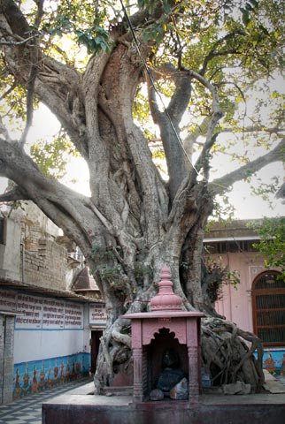 Sacred tree at Vamsi-vata