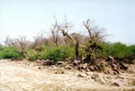 Puchari - The tail of Govardhan