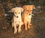 Puppies at Gaura Dham