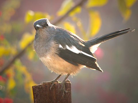 Messenger of spring