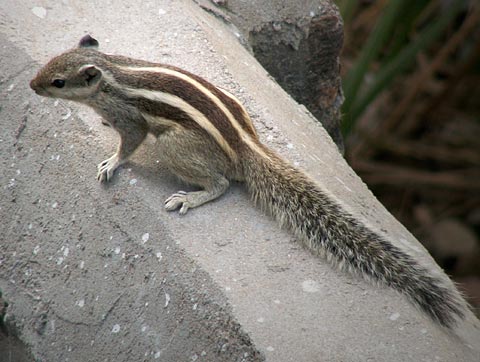 Squirrel in Vraja