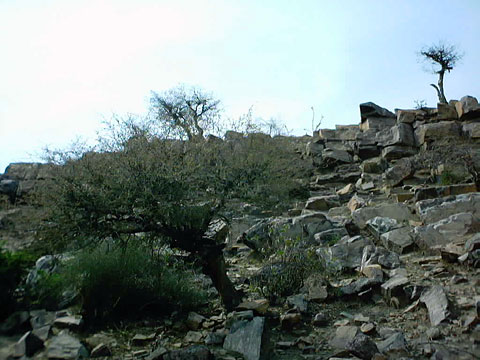 Tree at Govardhan