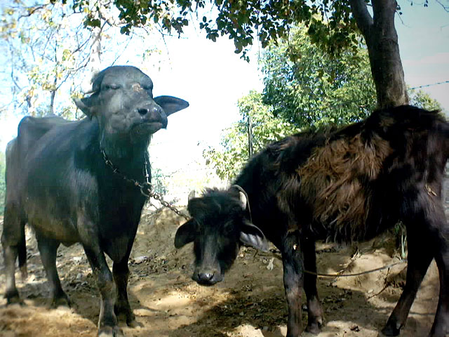 Contemplative Buffalo