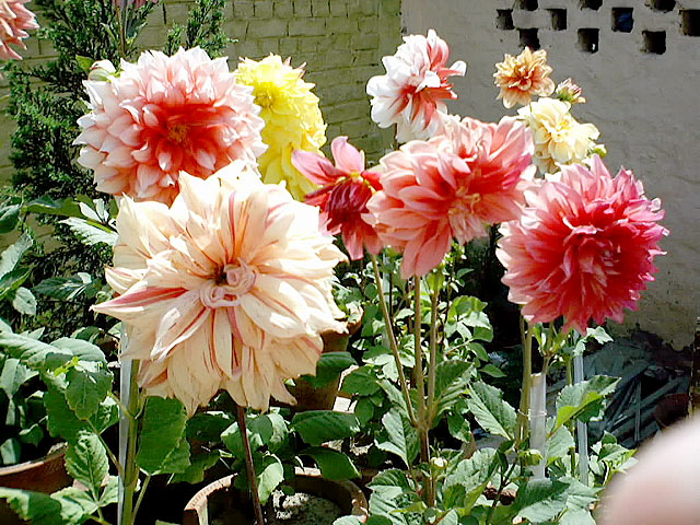 Vrindaban Flowers