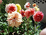 Vrindaban Flowers